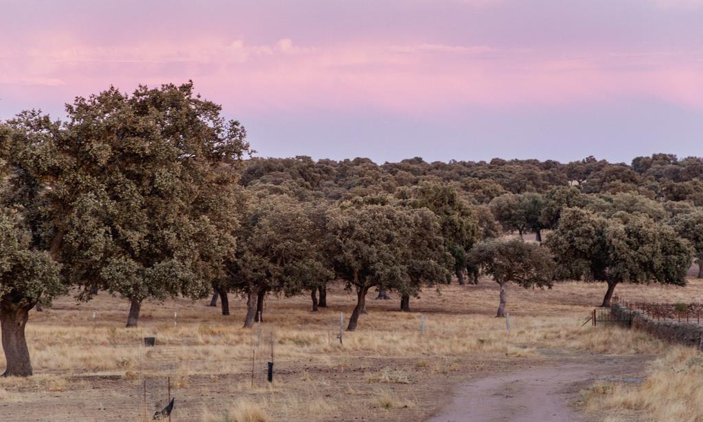 Cortijo La Panadera Vendégház Pozoblanco Kültér fotó